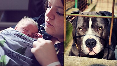 Fotos ilustrativas. Bebê e cachorro pit bull.