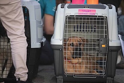 Os cães foram realocados para abrigos de cidades que não foram atingidas pelo furacão.