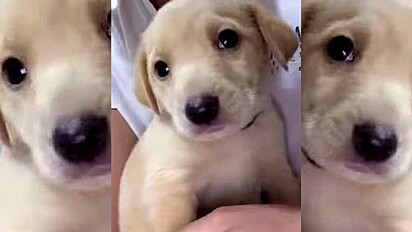Homem adota cachorrinha achando ser golden encantador vídeo viraliza 