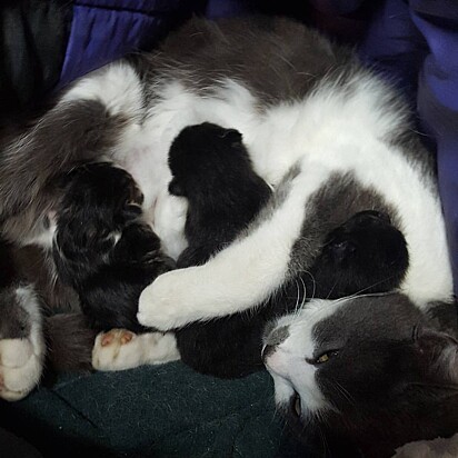 Os gatinhos estão mamando na mamãe