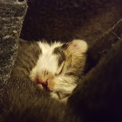 Um dos filhotes está dormindo no cobertor