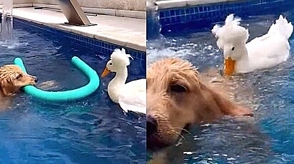 Cão e pato se divertem juntos na piscina. 