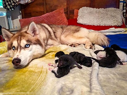 A husky está deitada junto aos filhotes