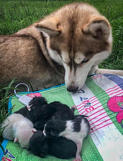The canine is lying on the grass looking at the puppies