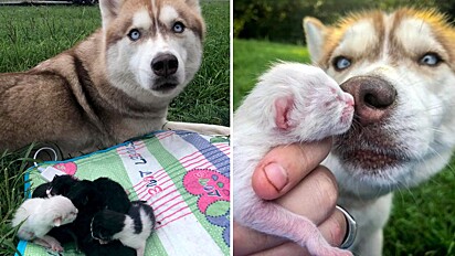 Cão Husky adota sete gatinhos recém-nascidos após encontrá-los em uma caixa de papelão
