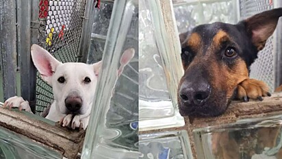 Cães de abrigo fazem gesto comovente para tentar amenizar a solidão e vídeo comove a web