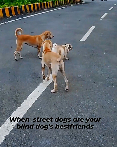 O pug está brincando com dois cães de rua