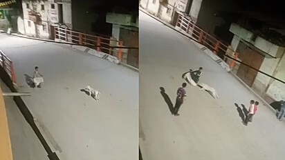 Crianças brincando de tourada com cão de rua viralizam no TikTok. 