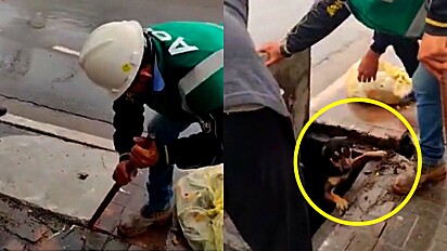 Guarda Civil Metropolitana de São Paulo resgata cão que caiu em bueiro.