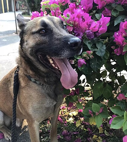 O cão Harley.
