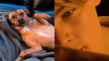 Cachorrinha caramelo vira Rose do Titanic e posa para Leonardo DiCaprio em vídeo viral.