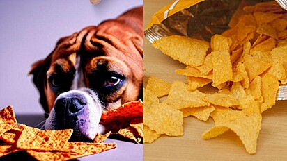 Cachorro pode comer Doritos? Especialista responde.