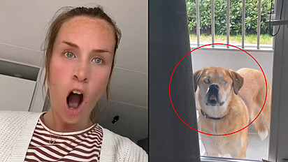 Cachorro faz cara careta para dona abrir a porta e vídeo viraliza.