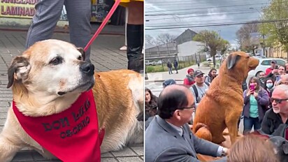 O cão que viveu quase toda a sua vida na rua foi homenageado pela comunidade onde vive.