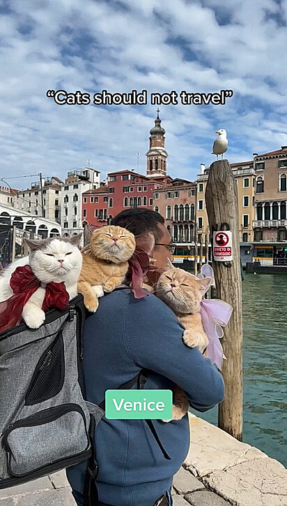 Os felinos estão em Venice 