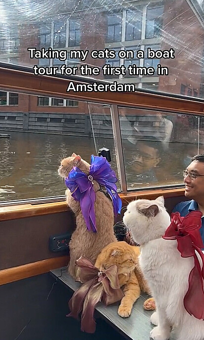 Os felinos estão em Amsterdã