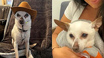 Chihuahua recupera o título de cão vivo mais velho do mundo.
