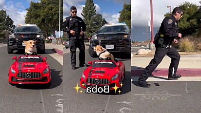 Cão pilotando mini carro foge de polícia e vídeo fofo viraliza na web.
