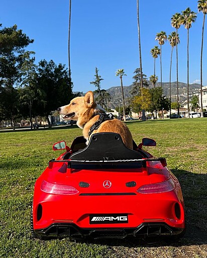 O cão tem um mini carro vermelho.
