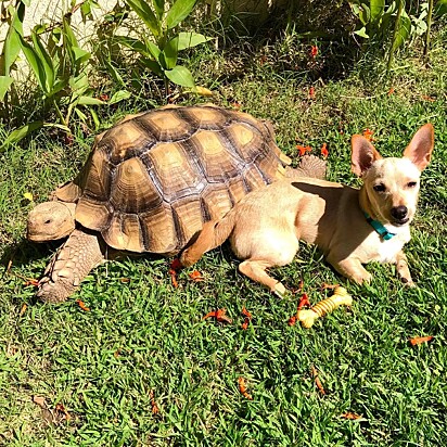 A tartaruga Tilly G e o cachorrinho Skippy.