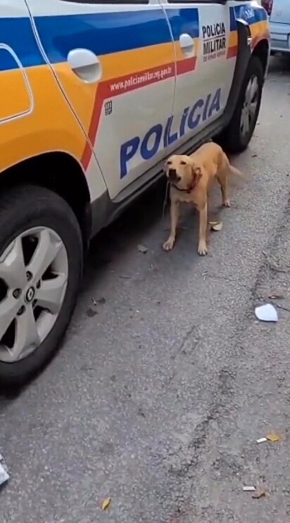 A cachorrinha rosnando para a policial.