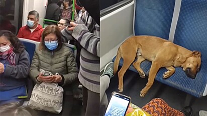 Cãozinho que foi filmado dormindo em metrô cheio emociona internautas.