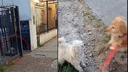 Homem filma cachorro que se esconde para assustar o seu.