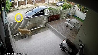 A bolinha do cão rolou para a rua.