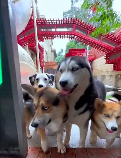 Alguns dos cães do chinês.