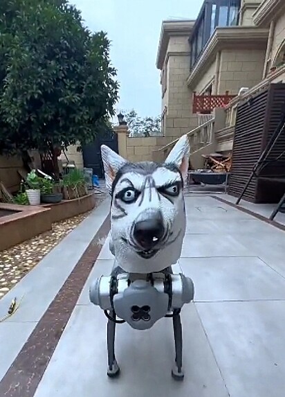 O cachorro robô.