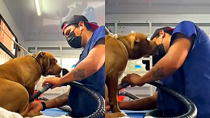 Funcionário de pet shop sofre ataque de pitbull e morre de amores por ele.