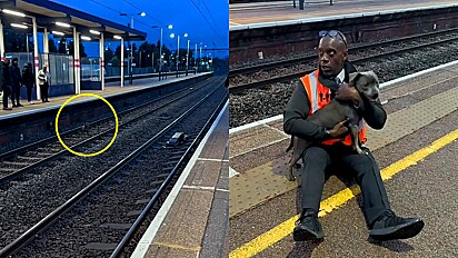 Homem arrisca sua vida para salvar filhote de cachorro perdido em trilho de trem.