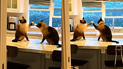 Gatas são flagradas brincando de adoleta em cima do balcão da cozinha.