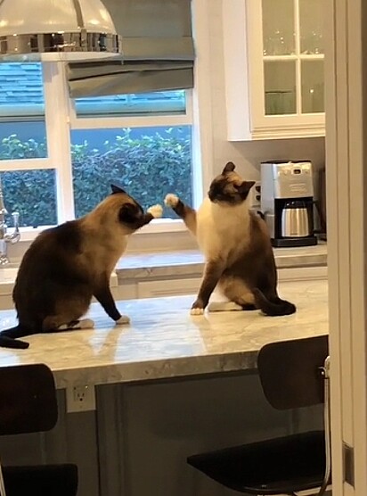 As duas sempre estão brincando pela casa.