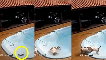 Pit bull pula em piscina para salvar irmão canino de afogamento.