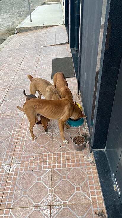 Os irmãos colocam potes de ração e água na calçada da clínica para alimentar os cães de rua.