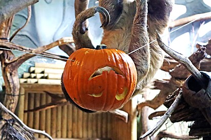 Animais tiram fotos usando cabeça de abóbora para comemorarem o Halloween.