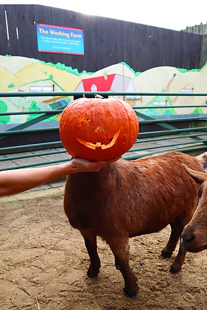 Animais tiram fotos usando cabeça de abóbora para comemorarem o Halloween.
