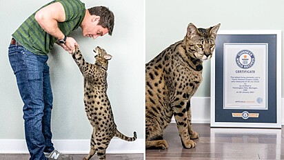 O gato vivo mais alto do mundo.