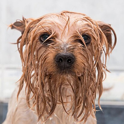 O cãozinho está todo molhado