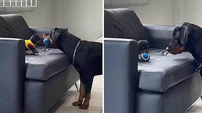 Cão rottweiler ensina filhote a brincar de bolinha.