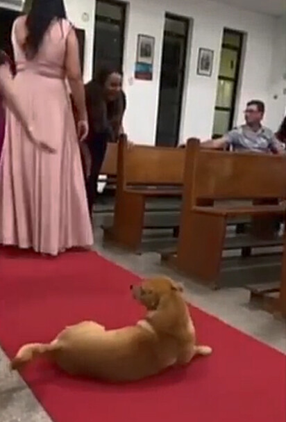 O canino está sentado no tapete vermelho