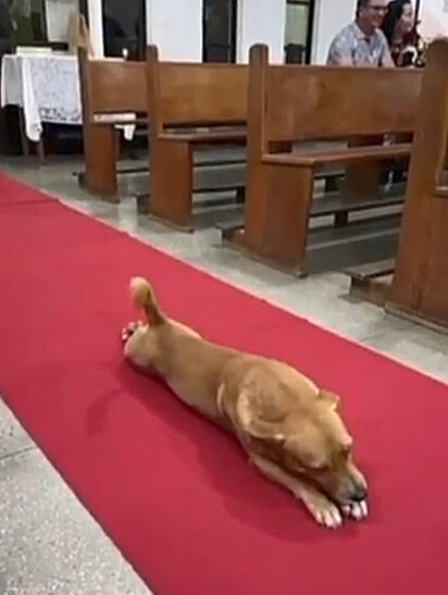 O cão caramelo está deitado no chão