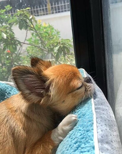 O Chihuahua de nome Peanut, vive com sua família humana na Tailândia 
