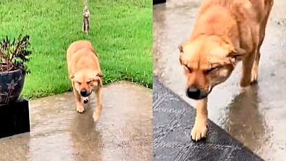 Cão caramelo se arrepende de sair para fora de casa e ver que está chovendo.