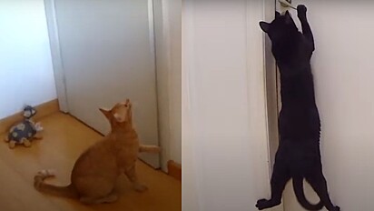 Veterinária explica o motivo que estimula os gatos a serem obcecados por portas fechadas.