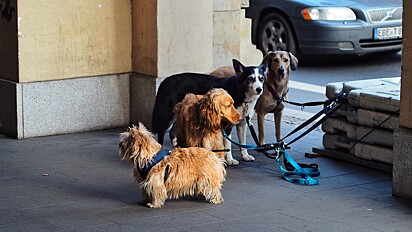 Para cães que vivem em ambientes muito fechados, é essencial que eles tenham passeios regulares