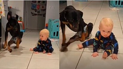 Em vídeo fofo, cão especial ensina bebê a engatinhar