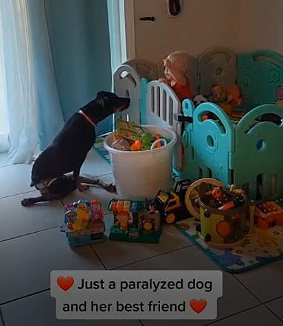 Em outro vídeo, Caleb alimenta o cachorro com uma comida imaginária