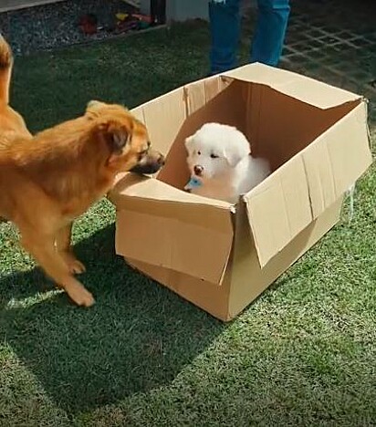 Nos primeiros momentos do vídeo a reação dos dois cães é a de descoberta 